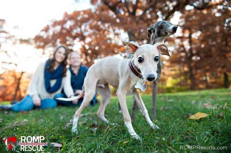 Browse our list of available greyhounds and see which loving soul touches your heart. . Greyhound near me